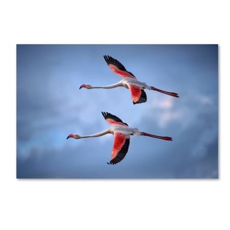 Trademark Fine Art Xavier Ortega 'Greater Flamingos' Canvas Art, 16x24 1X01426-C1624GG